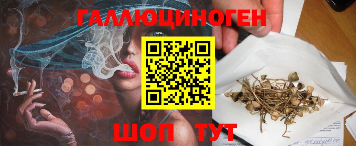 Псилоцибиновые грибы Psilocybe Нововоронеж